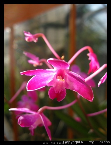 A nibbled orchid.
