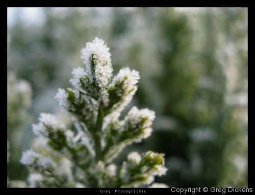Frost on a cold fir hedge