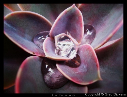 Rain pooling in a spiny succulent.