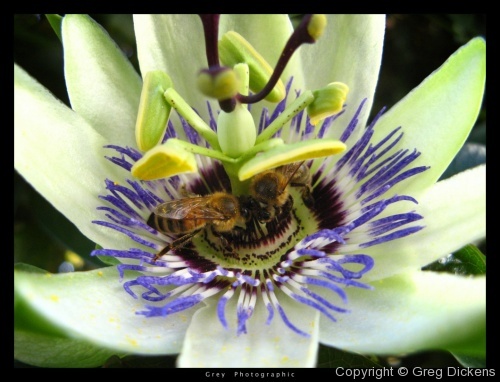 Passion flower and honey bees. Menage a trois.