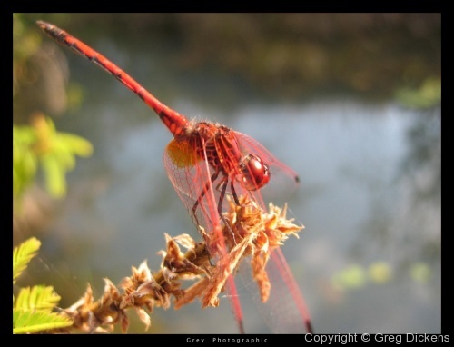 Dragon Fly - Taken on a friend's camera in Iringa, Tanzania