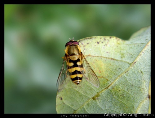 Hoverfly (sp?) - On oak tree