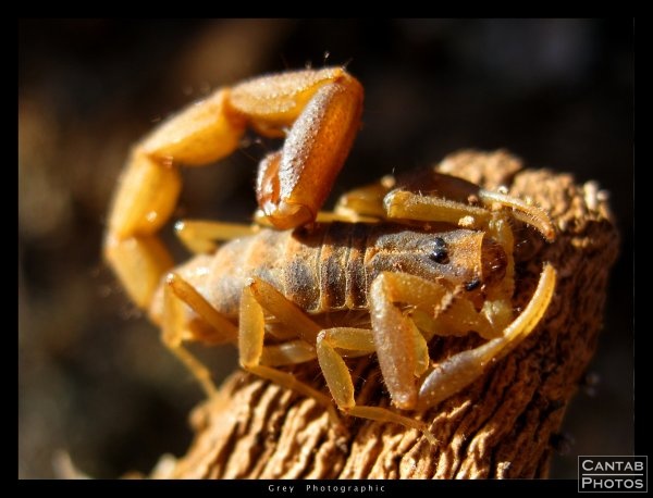 Fat Tailed Scorpion. Found this youngster under a rock in South Africa.