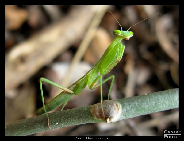 A very chilled out, green praying mantis. South Africa